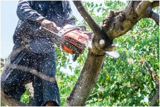 tree services Bloomfield